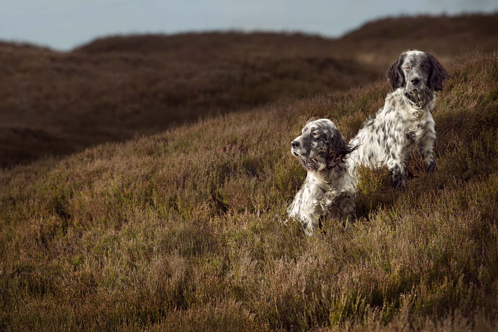 a pair of English Setters